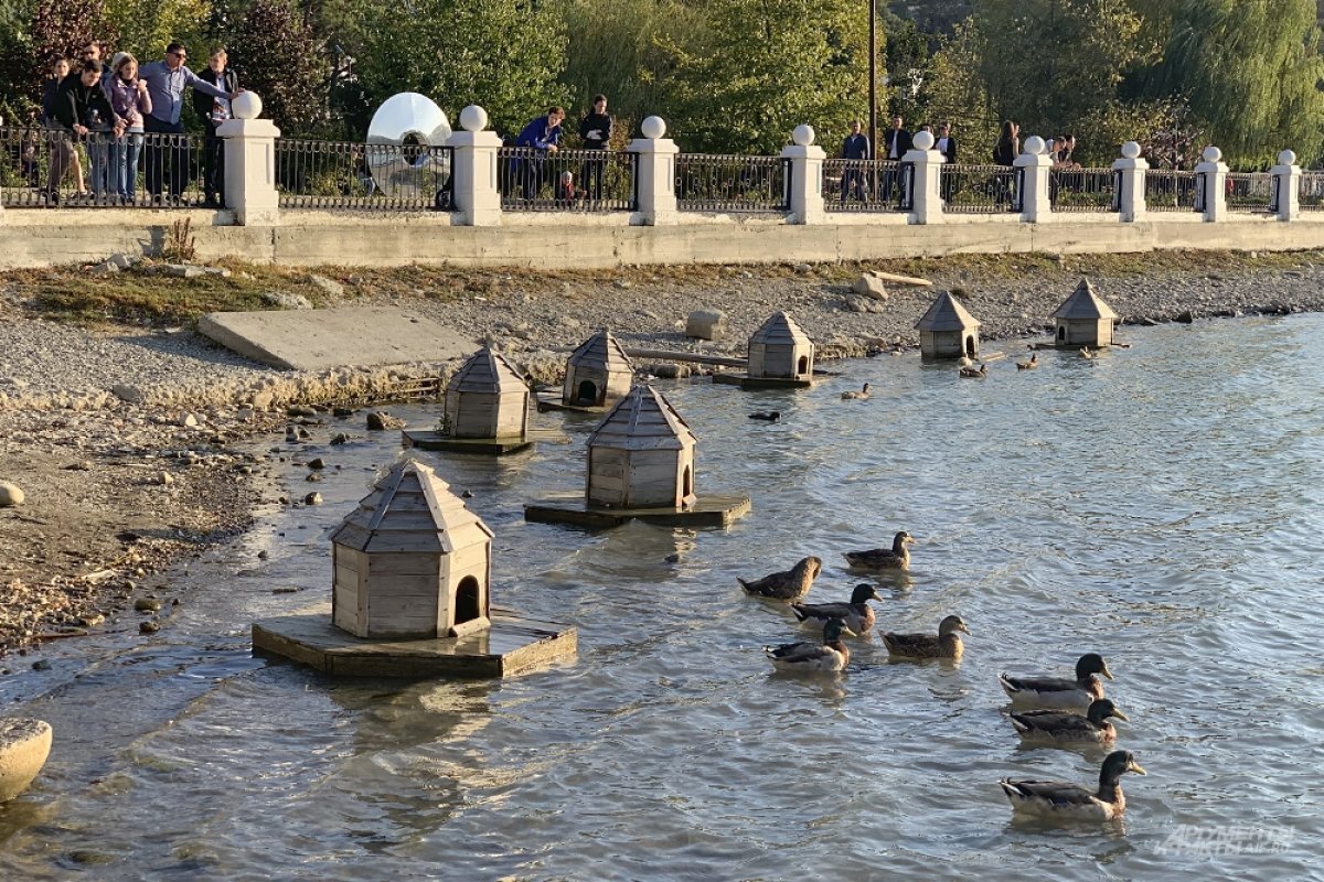    На озере в Абрау-Дюрсо погибли 3 утки, до смерти закормленные хлебом