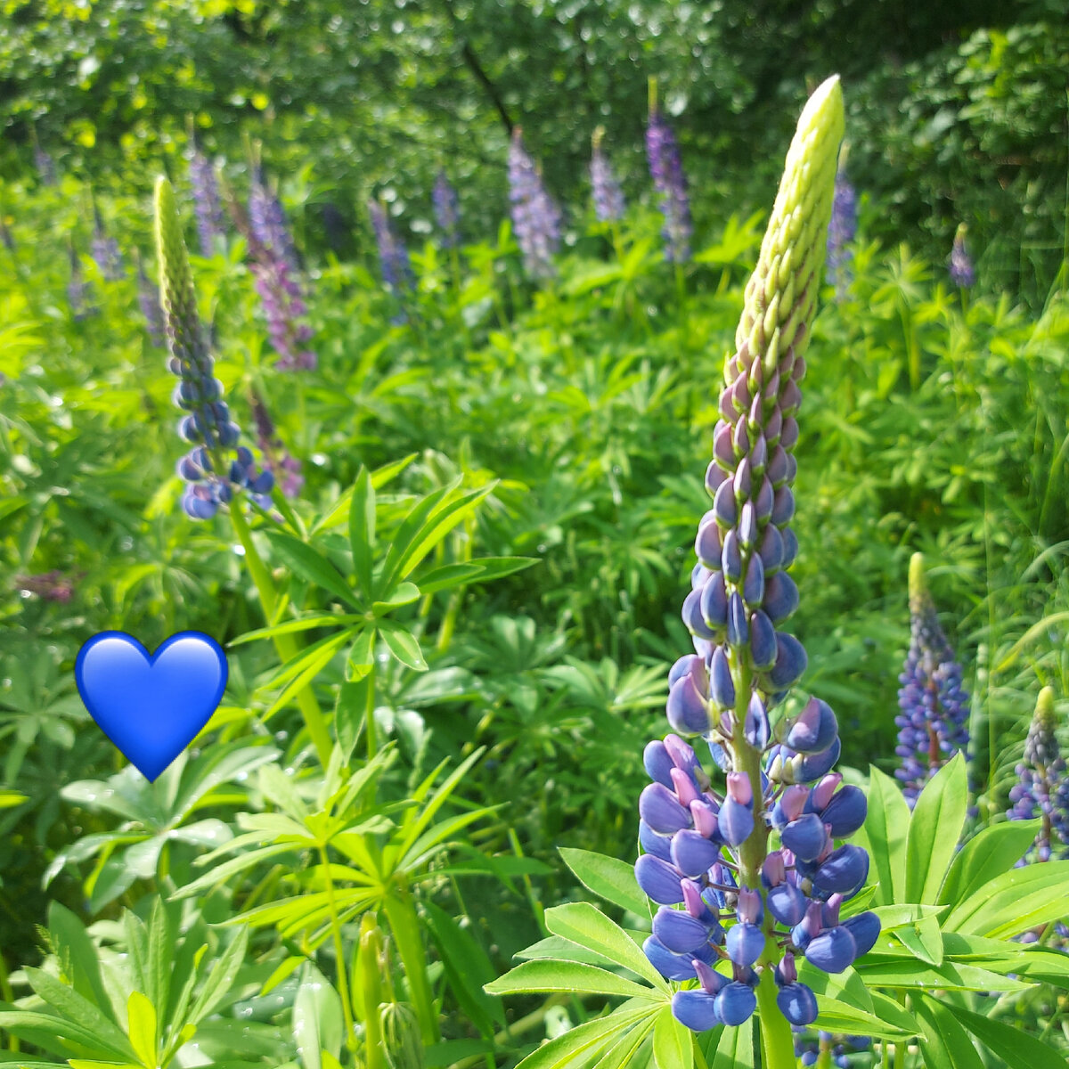 Нашла сегодня такую поляну люпинов.
