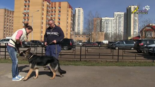 Как научить собаку приносить палку, подзыв в помощь обучению апортировке