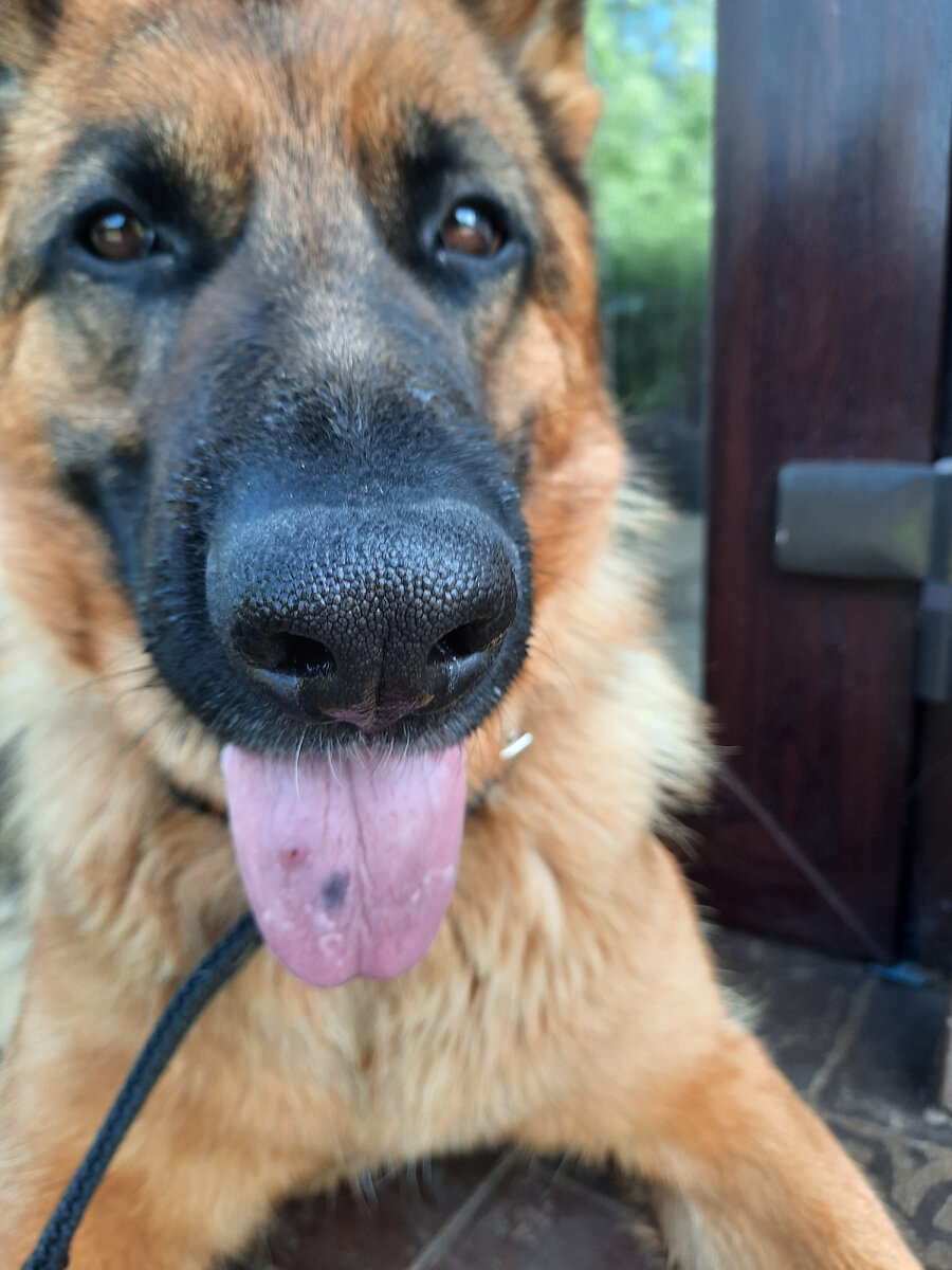 Бертин язык после укуса осой🐝.