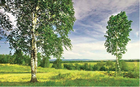 Художник С. Ершов