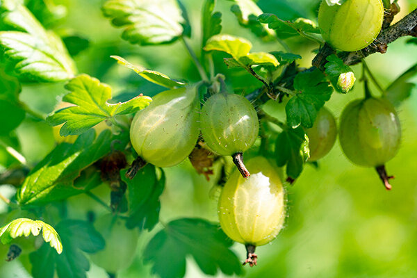 Компот из ягод, которые массово появляются в июне — клубника, малина, смородина — можно сочетать с прошлогодними яблоками и сиропом из ревеня, чтобы сделать напиток максимально полезным.-3