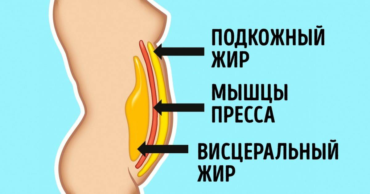 Почему у женщины растет живот. Подкожный и висцеральный жир.