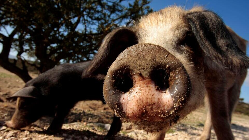 Фото: © Global Look Press/dreamtours/http://imagebroker.com/#/search/