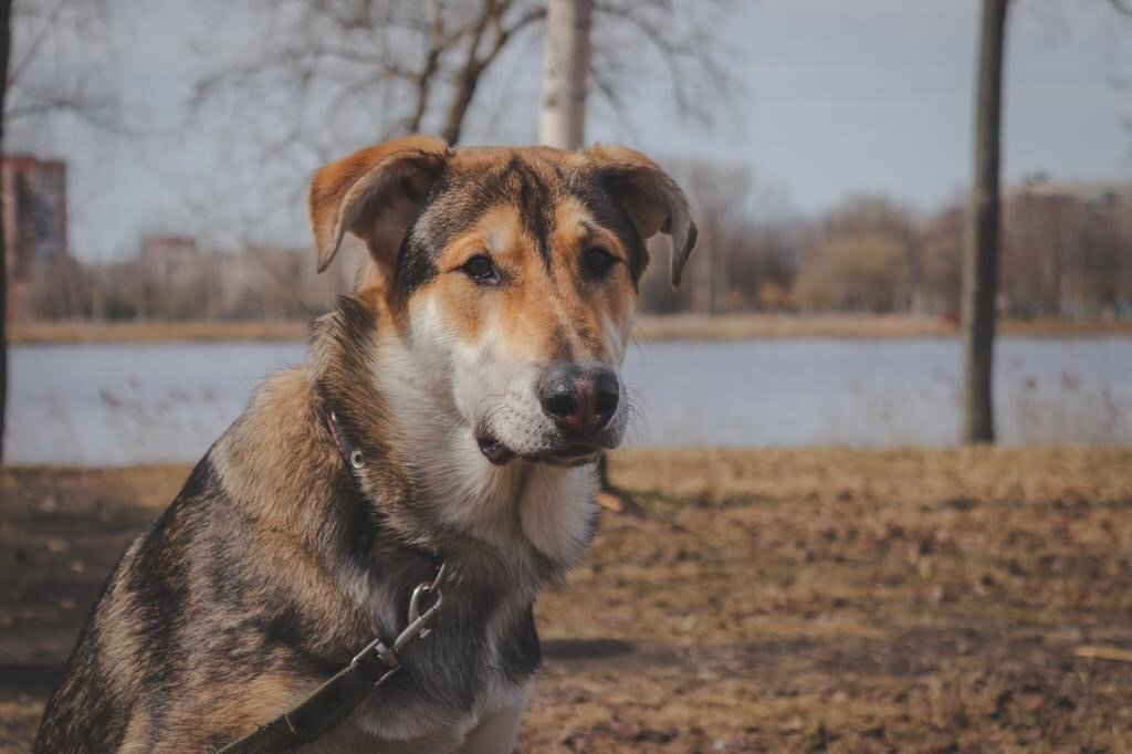 собака гоша