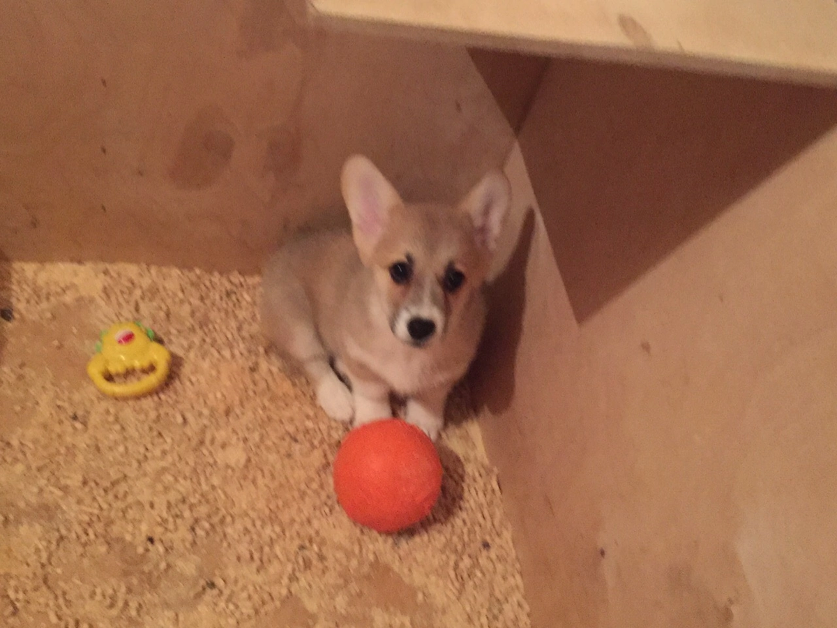 Те самые опилки