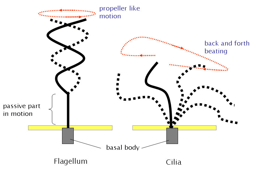     Фазы движений реснички Kohidai, L / wikimedia commons / CC BY 3.0