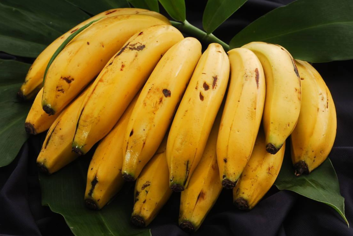 Банановые пальчики. Бананы Уругвай. Банановое дерево в Турции. Бананы на ветке. Африканские бананы.