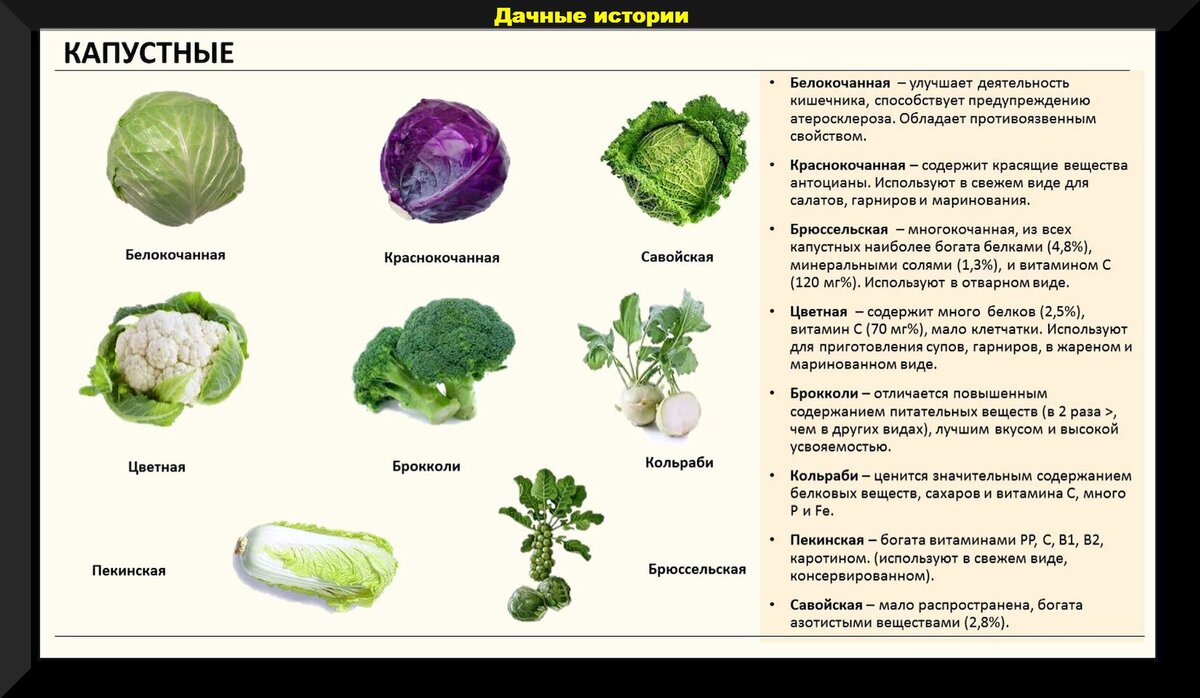 Кто портит вашу капусту: обзор вредителей и меры борьбы с ними | Полезные статьи на блоге Беккер