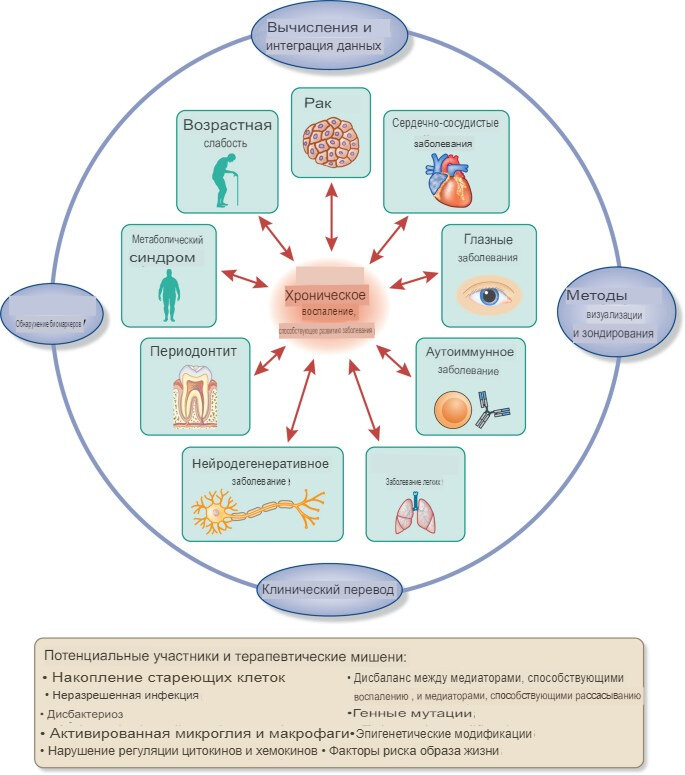 Изображение из работы Liu, C.H., Abrams, N.D., Carrick, D.M., Chander, P., Dwyer, J., Hamlet, M.R., Macchiarini, F., PrabhuDas, M., Shen, G.L., Tandon, P. and Vedamony, M.M., 2017. Biomarkers of chronic inflammation in disease development and prevention: challenges and opportunities. Nature immunology, 18(11), pp.1175-1180.