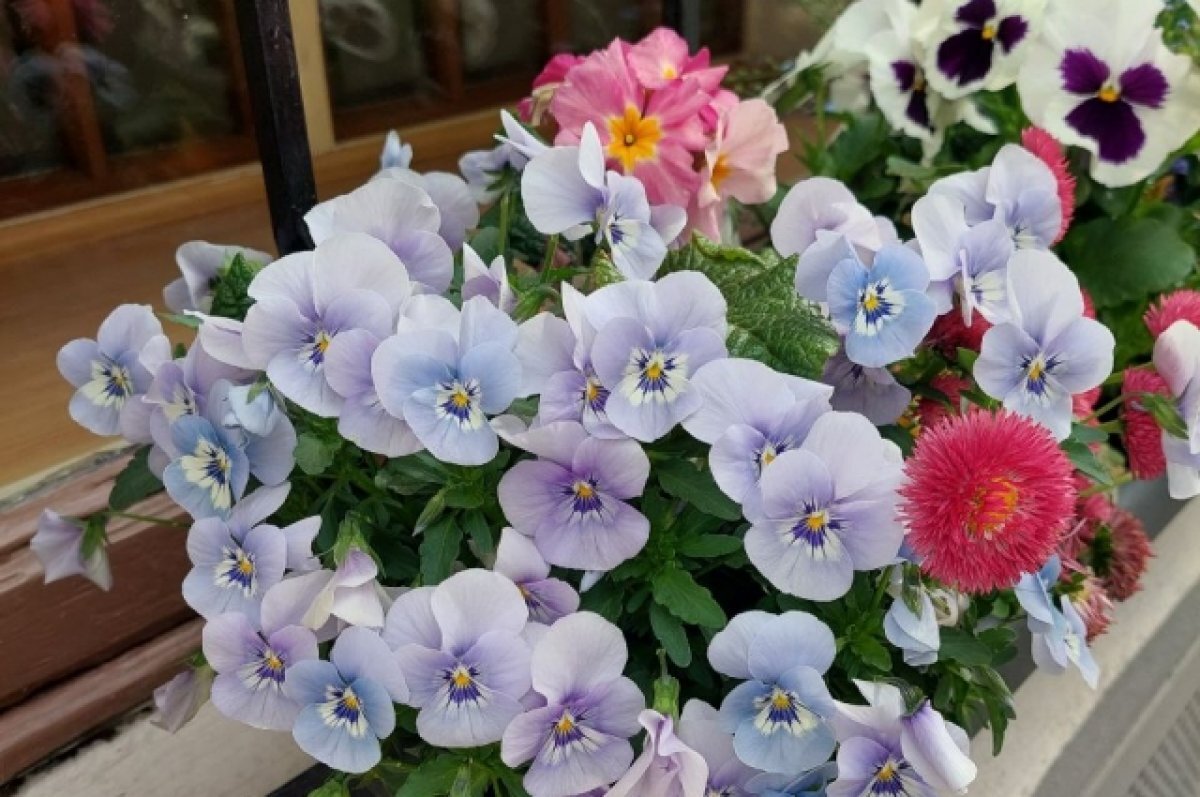    Объявлен конкурс «Тамбов в цвету», который состоится уже в 16 раз