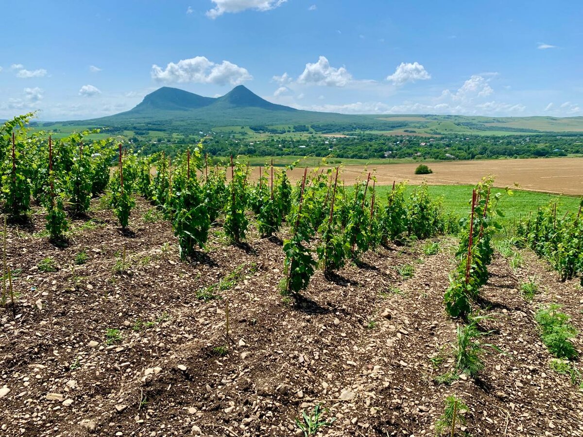 площадь виноградника. испания виноградники риоха. виноградник ла риоха. балаклава крым виноградники. виноградная плантация гиссар.