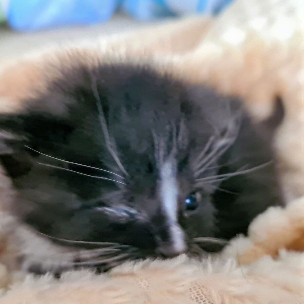 По-моему, это вообще хомяк, и он получил в глаз от своего брата