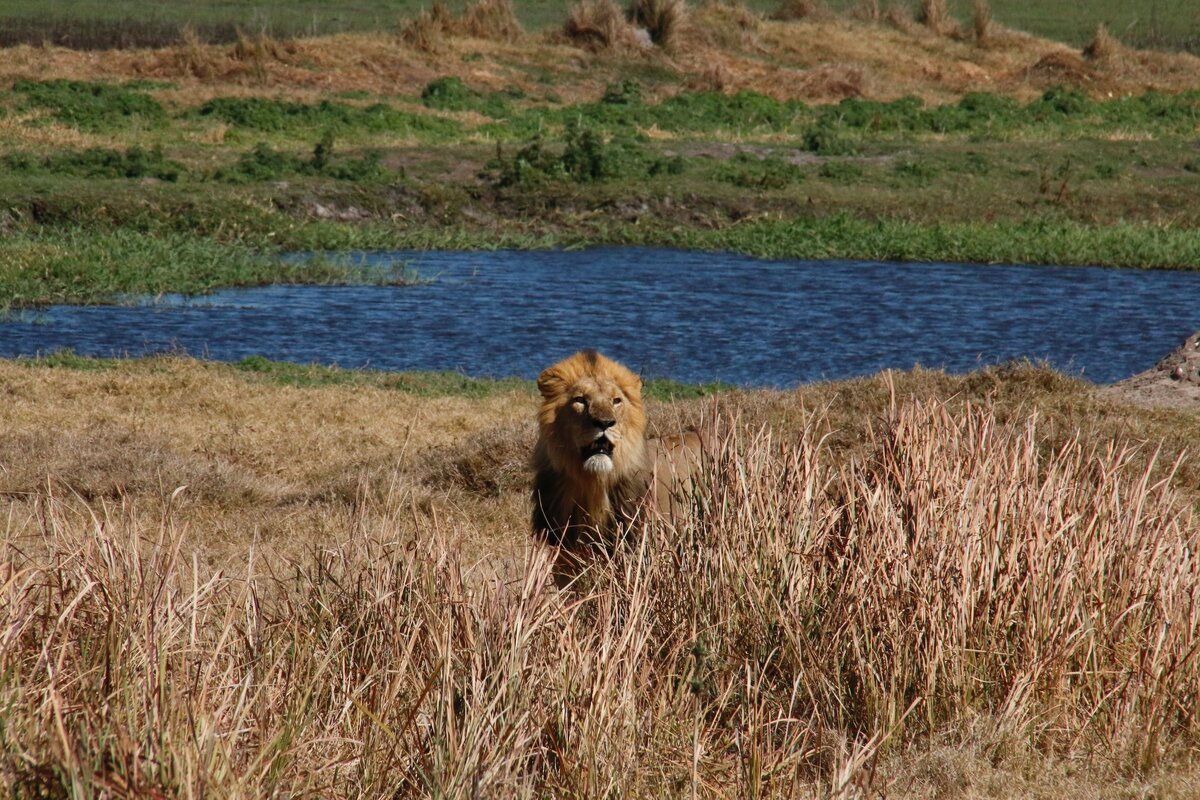 Фото с бесплатного фотоистока https://unsplash.com, автор Travel Explore Protect