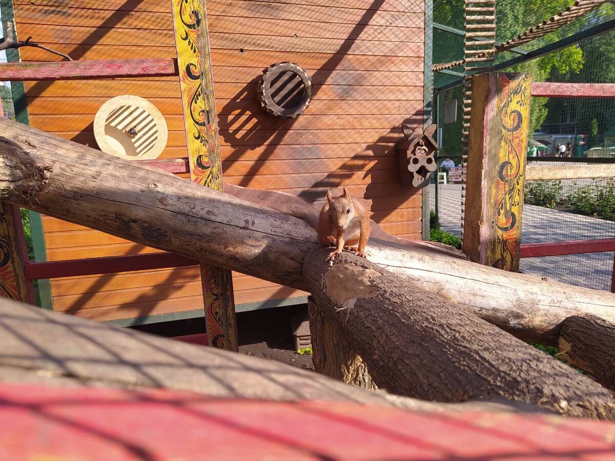 Белочка чуть ли не самый первый зверёк, которого вы увидите