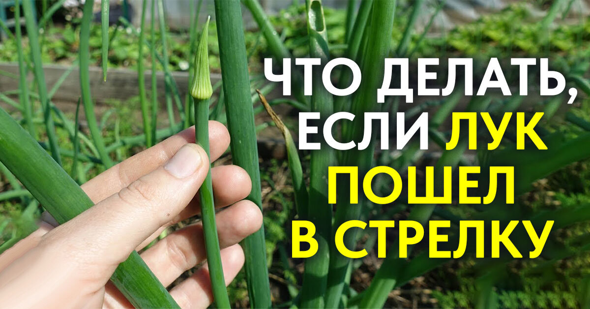 Что делать если лук пошел в стрелку - Agro-Market24