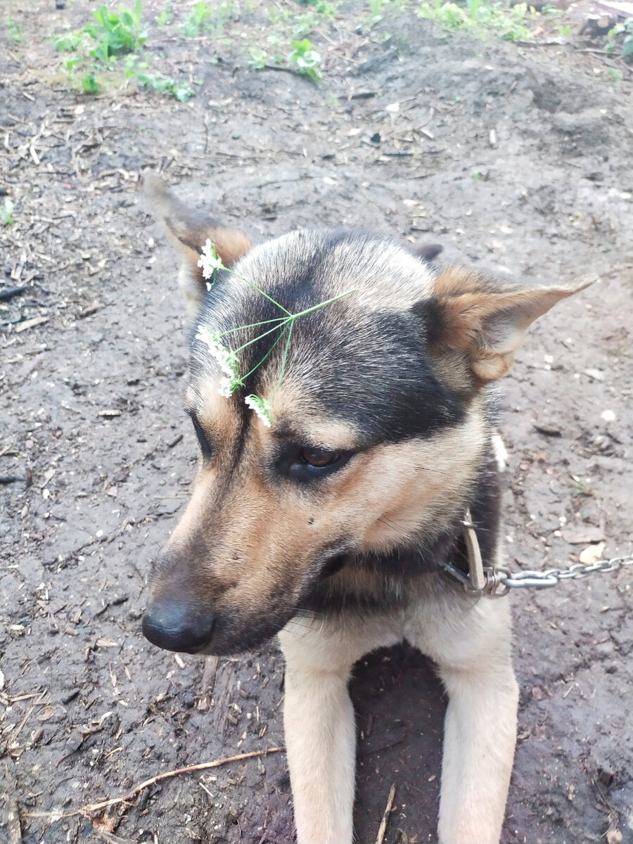 Аки и цветочек