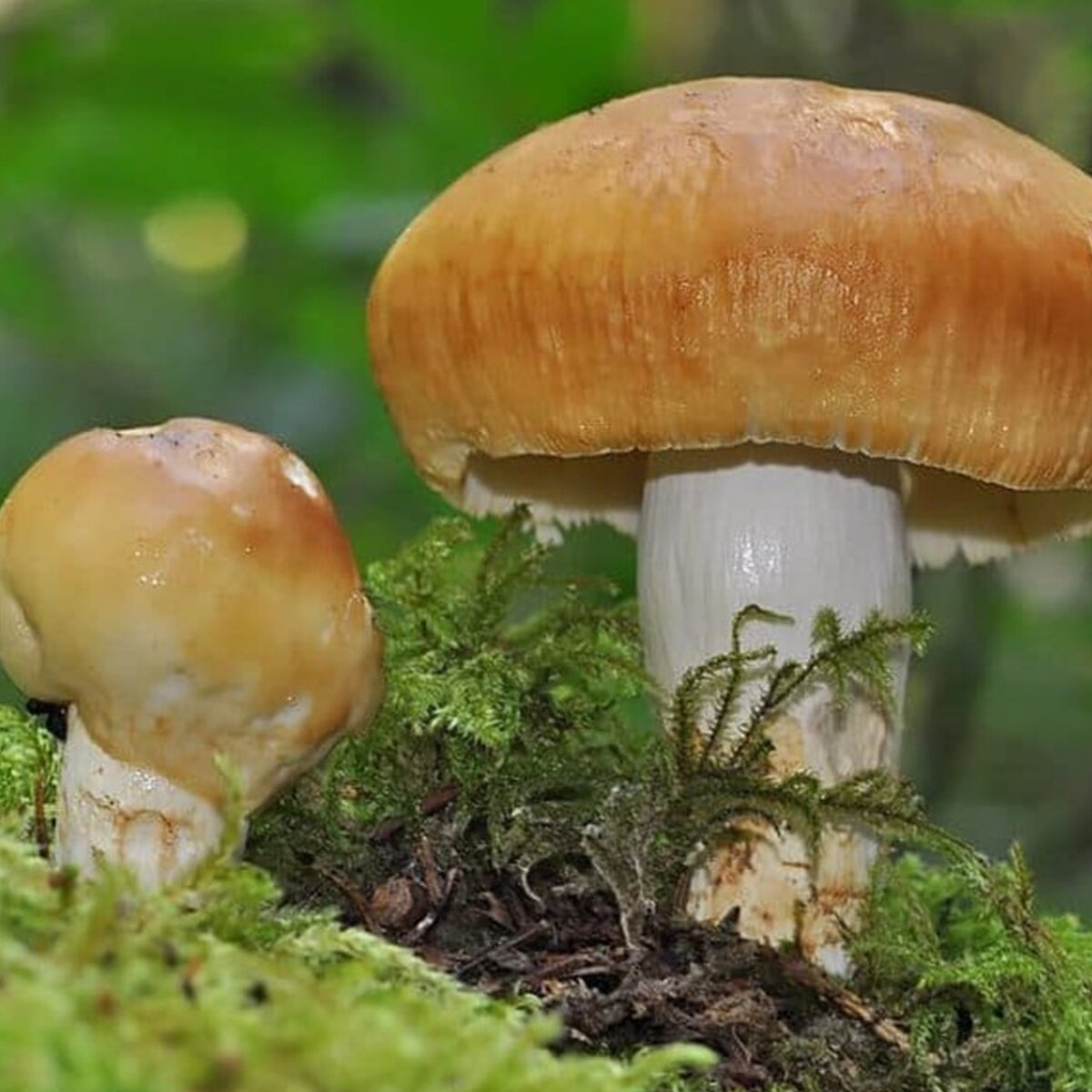 Валуи фото. Гриб кульбик Валуй. Валуй (Russula Foetens). Валуй гриб Russula Foetens. Съедобные пластинчатые грибы Валуй.