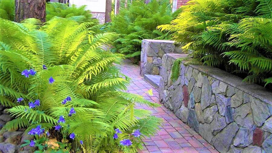 Красивые цветы, которые со временем вытеснят сорняки! | GardenLife | Дзен