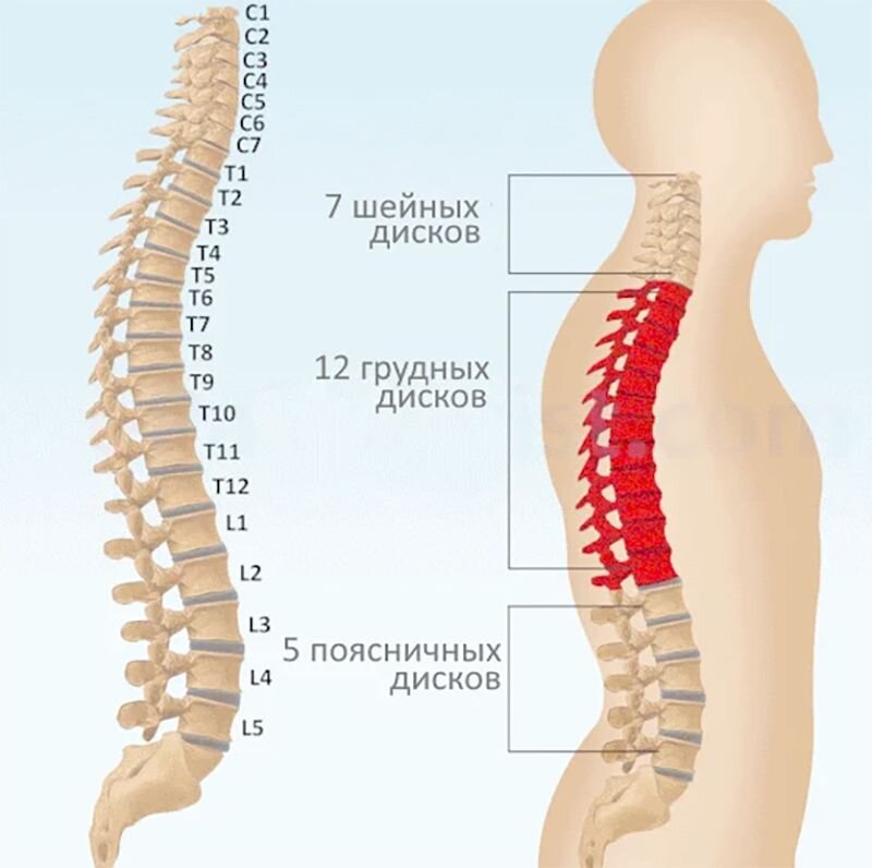 Картинки позвоночника человека