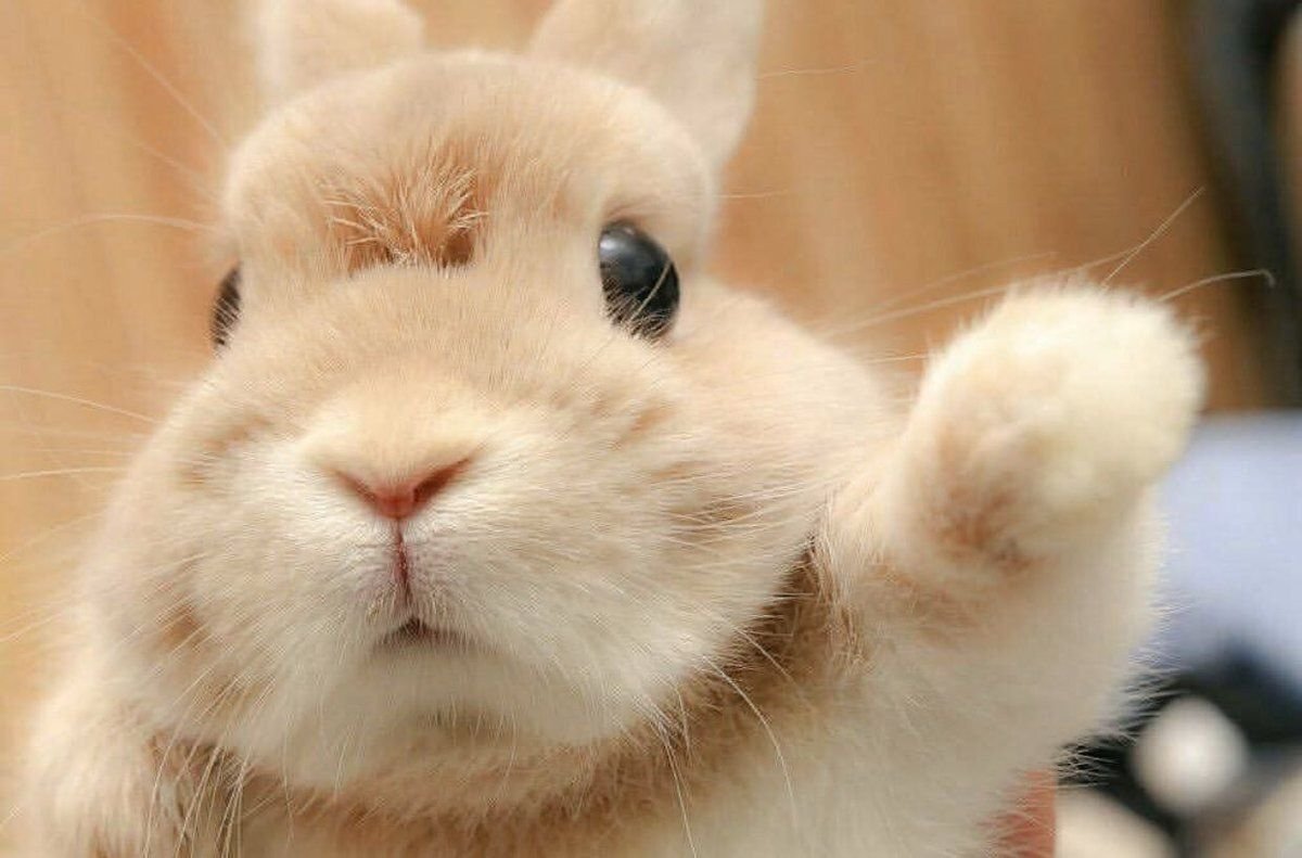 Смешные зайцы картинки. Милый кролик. Смешные кролики. Кролик улыбается. Милые зайчики.