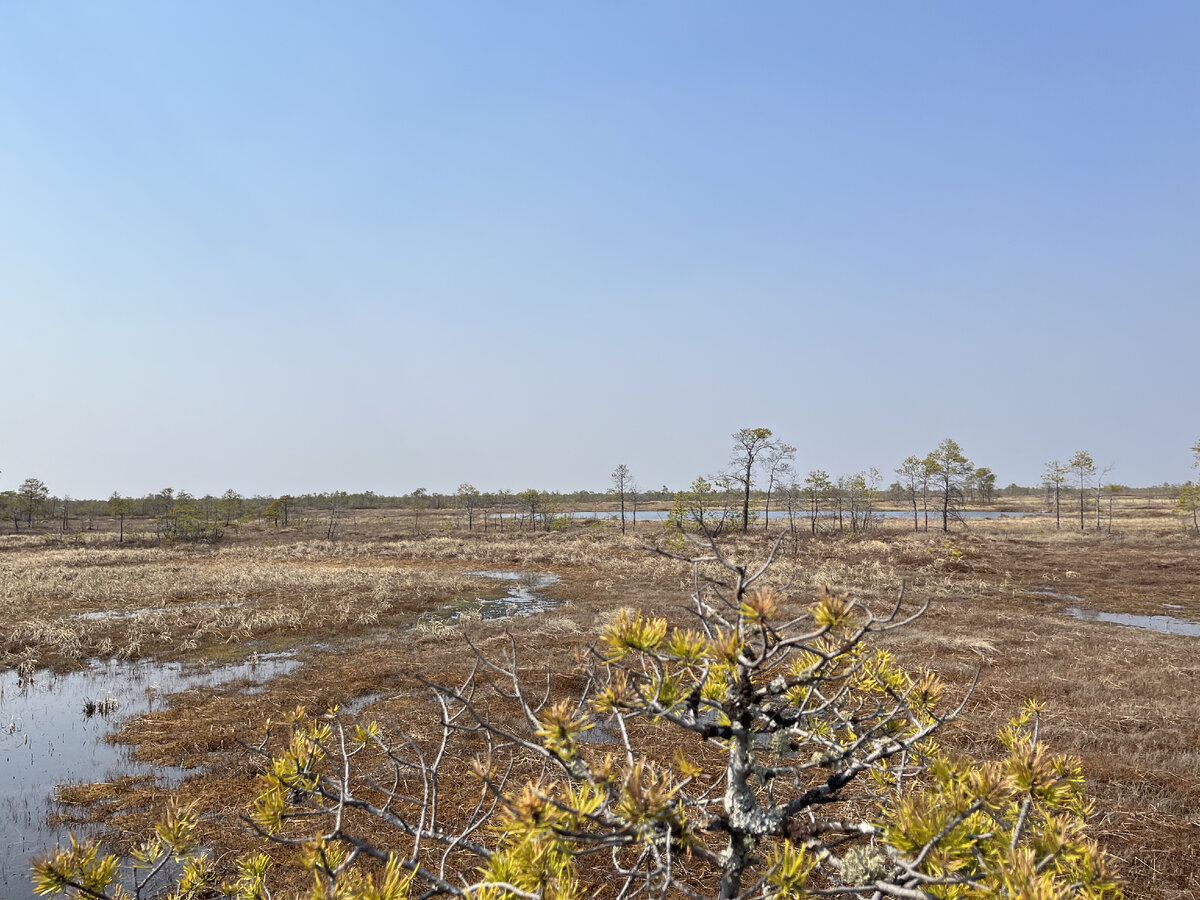 И в болоте бывают озера