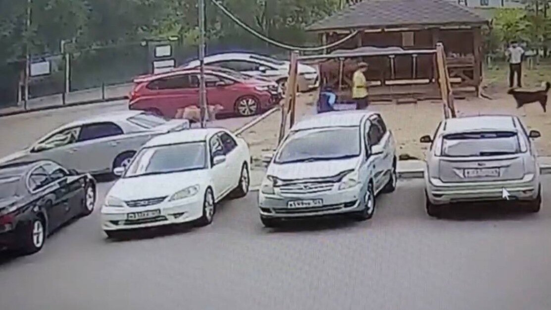     На детской площадке в Студгородке бездомная собака напала на ребенка. Об этом заявила жительница в чате дома.