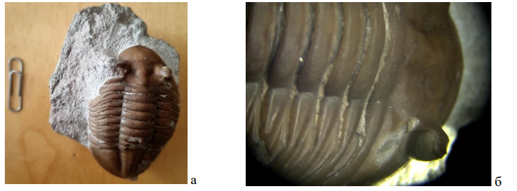 Трилобит из коллекции Д. Бабаева. Ленинградская обл. (а – фоссилия в песчанике; б –- часть панциря с глазом под микроскопом