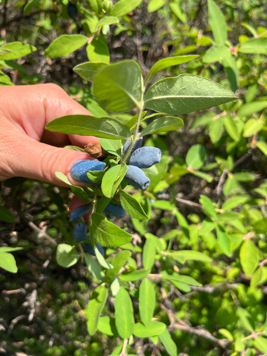 Сладкая жимолость 
