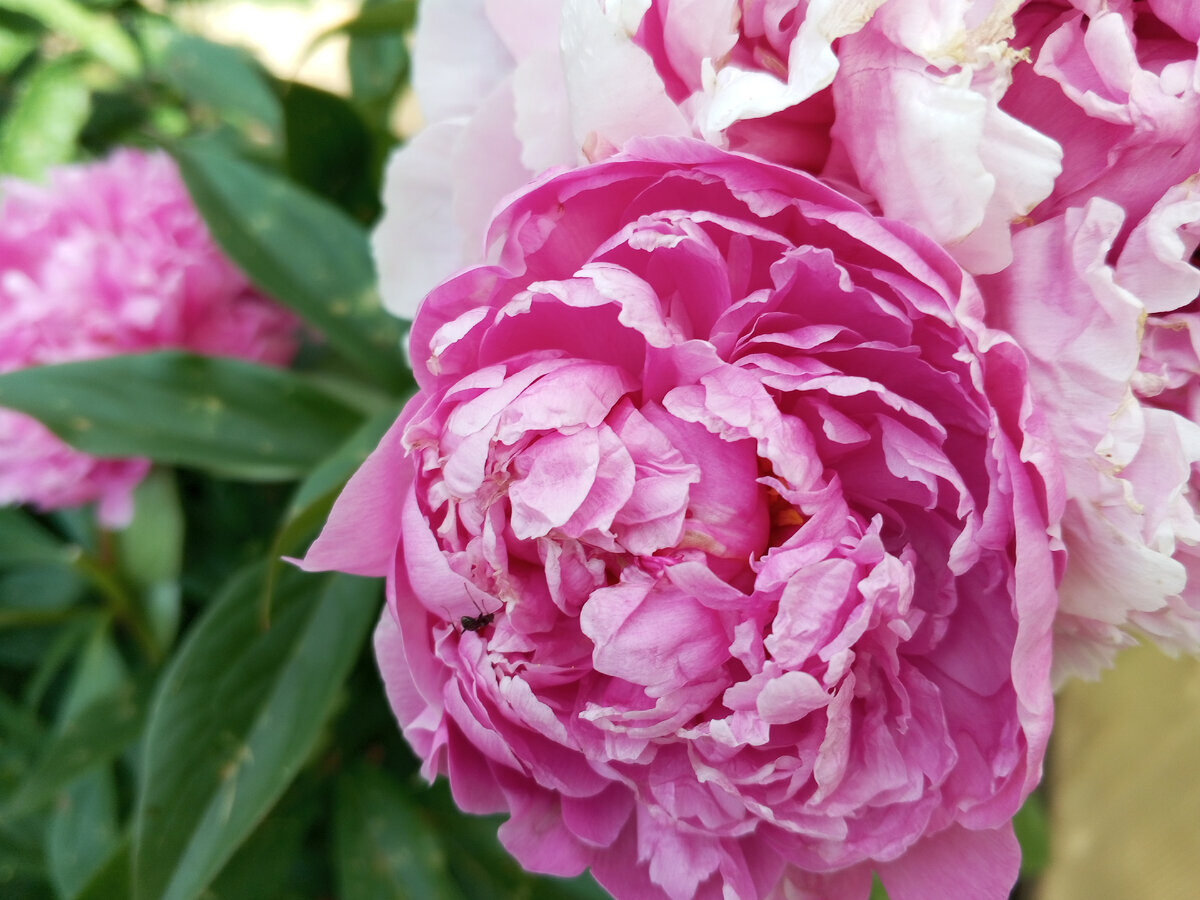 пион 20kl754. пион баранорогий. пион розовый куст. пион вивид роуз. пион харизматик.