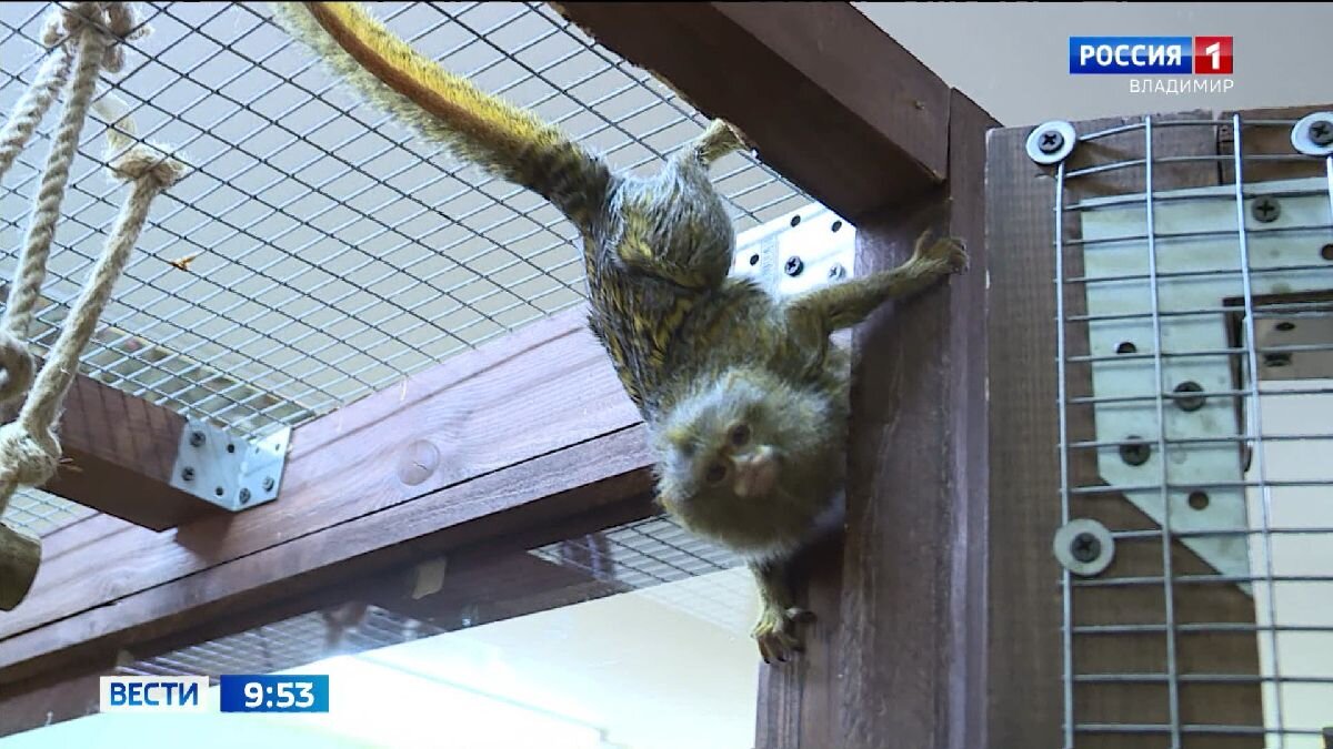 Фото - ГТРК "Владимир"