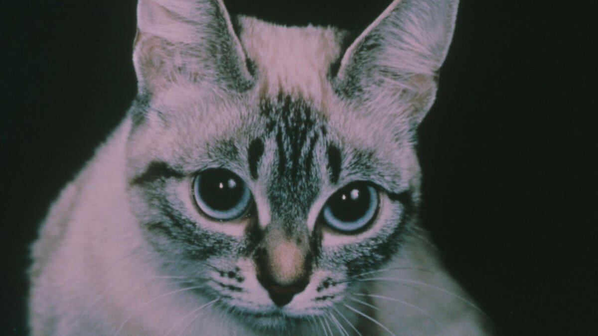    Кошка© Globallookpress Vadim Nekrasov