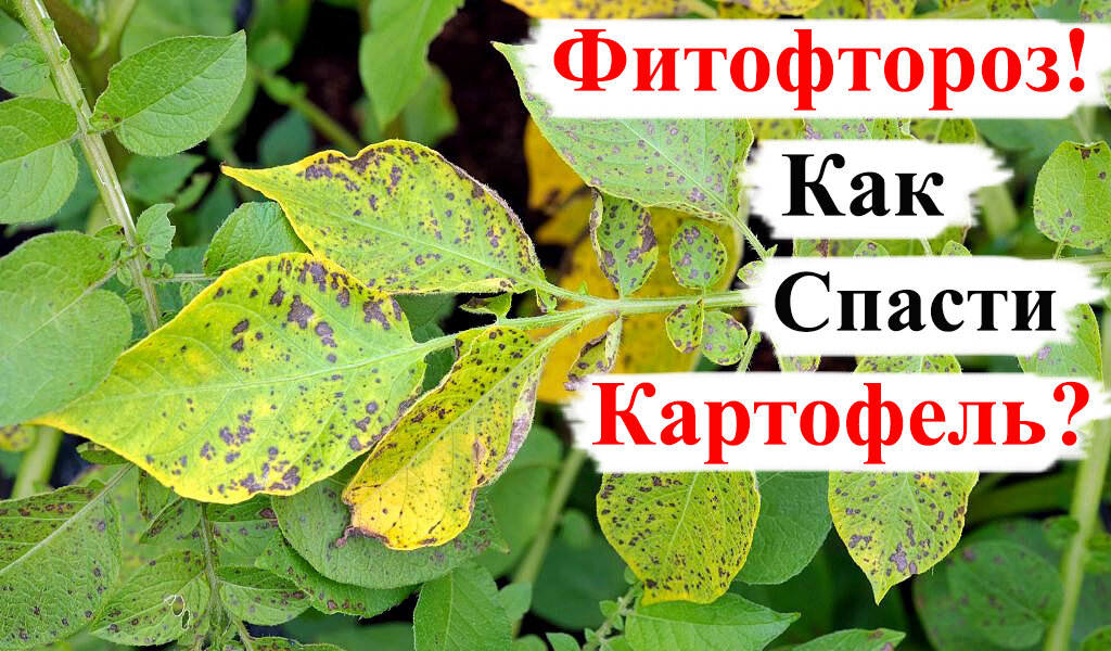 Некрозы (пятнистости) картофеля - РЕСПУБЛИКАНСКОЕ УНИТАРНОЕ ПРЕДПРИЯТИЕ "НАУЧНО-
