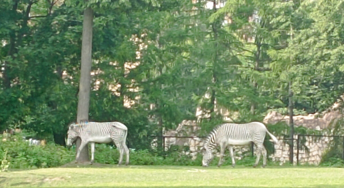 Московский Зоопарк. 17.06.2023 г, суббота. Зебры. Просто зебры.