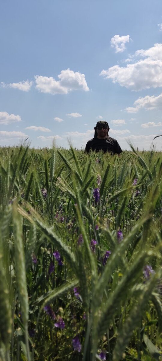 Колосистое поле 