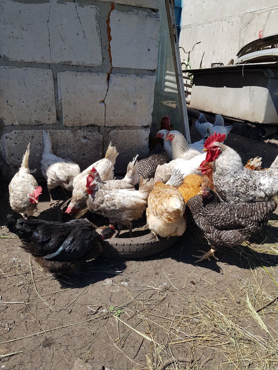 Куры на водопое,  Коко Шанель в неудачном ракурсе