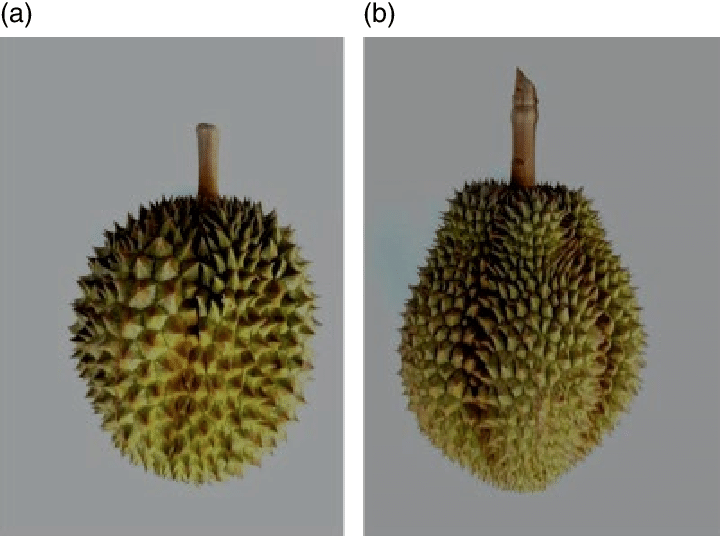 Слева – дуриан чани, справа – дуриан монтонг