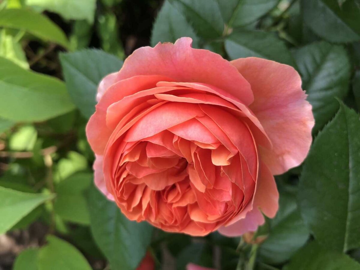 Rosa 'Chippendale' — сорт роз класса Шрабы. Сорт интродуцирован в Германии компанией Rosen-Tantau. Назван в честь Томаса Чиппендейла 