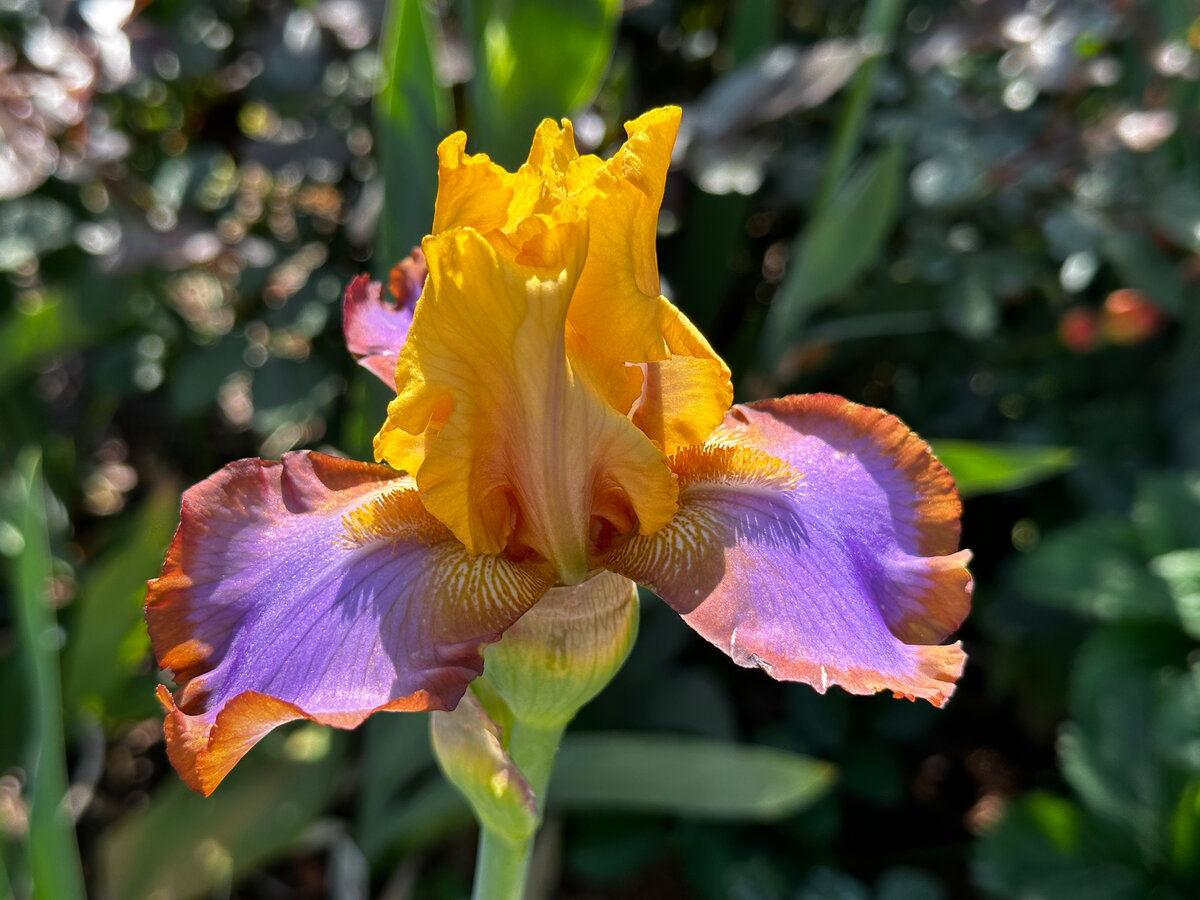 Распустившийся утром ‘Broun Lasso’.