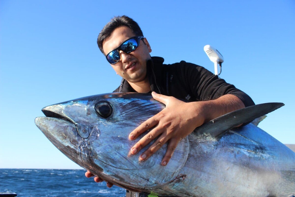 Bluefin - Голубой тунец.
