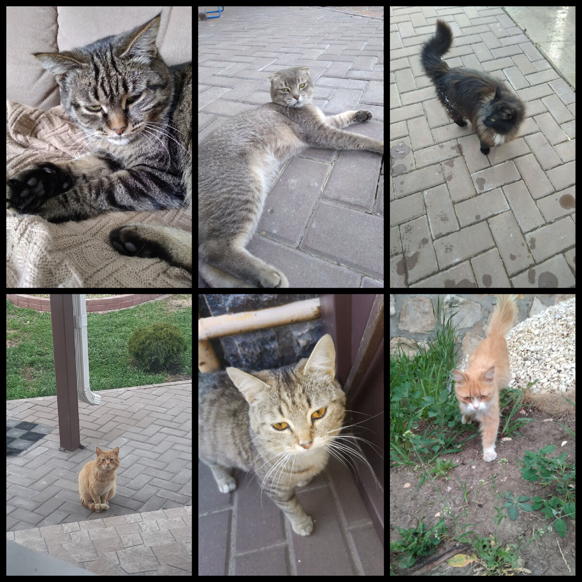 Котоангелы: Как кошки становятся героями и спасают человеческие жизни