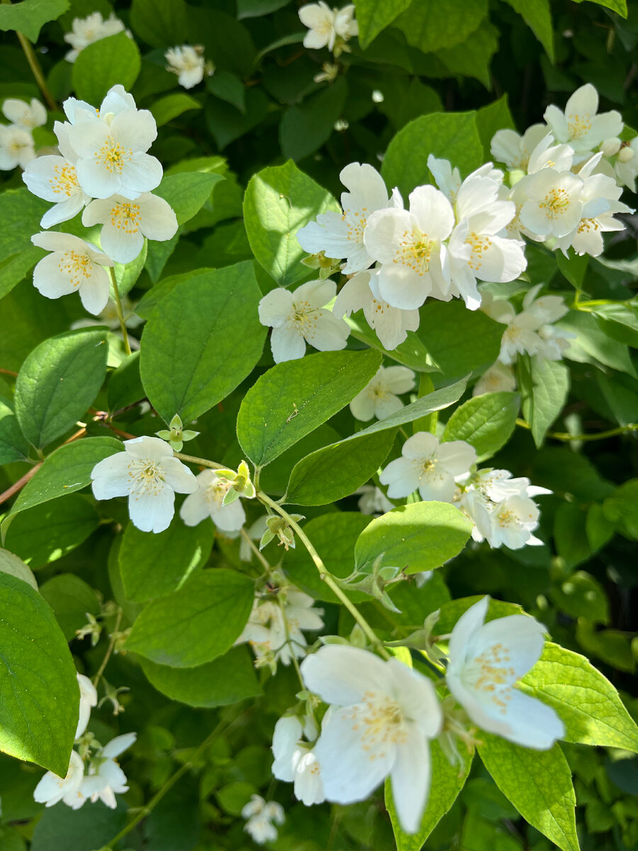 На фото жасмин 