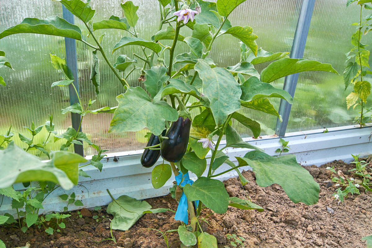    Мелкие колючие волоски покрывают листья баклажанов и защищают их от повреждения вредителями. Нужны ли нам сорта с минимальным опушением?