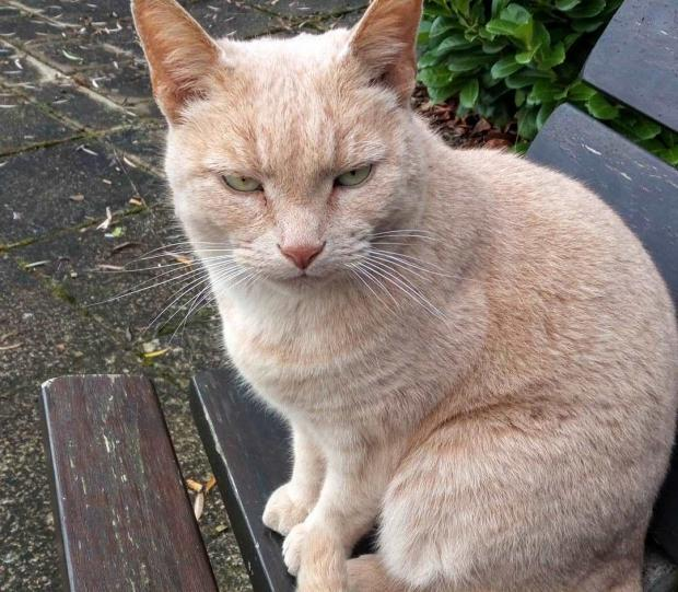 Кот рыжеватого окраса по кличке Янг поселился во дворе одной из британских больниц. Общение с питомцами имеет целебный эффект.