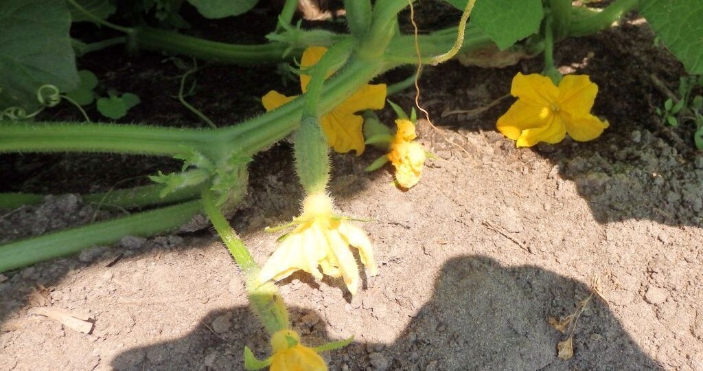 Почему желтеют завязи огурцов? Спасаем урожай