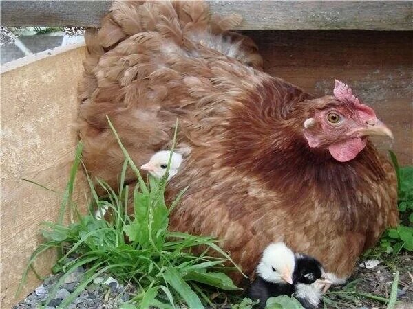 Ну до чего же милота эти пушистые комочки под квочкой!!! Фото из интернета.