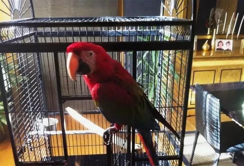 клетка для большого попугая. продолжительность жизни волнистых попугаев. клетка для волнистого попугая. маленькие клетки для попугаев. попугаи домашние.
