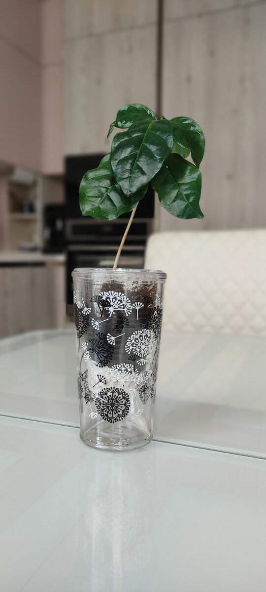 Фото "до". Кофейное дерево началось в стакане и пару месяцев прошлым летом украшало обеденный стол. 