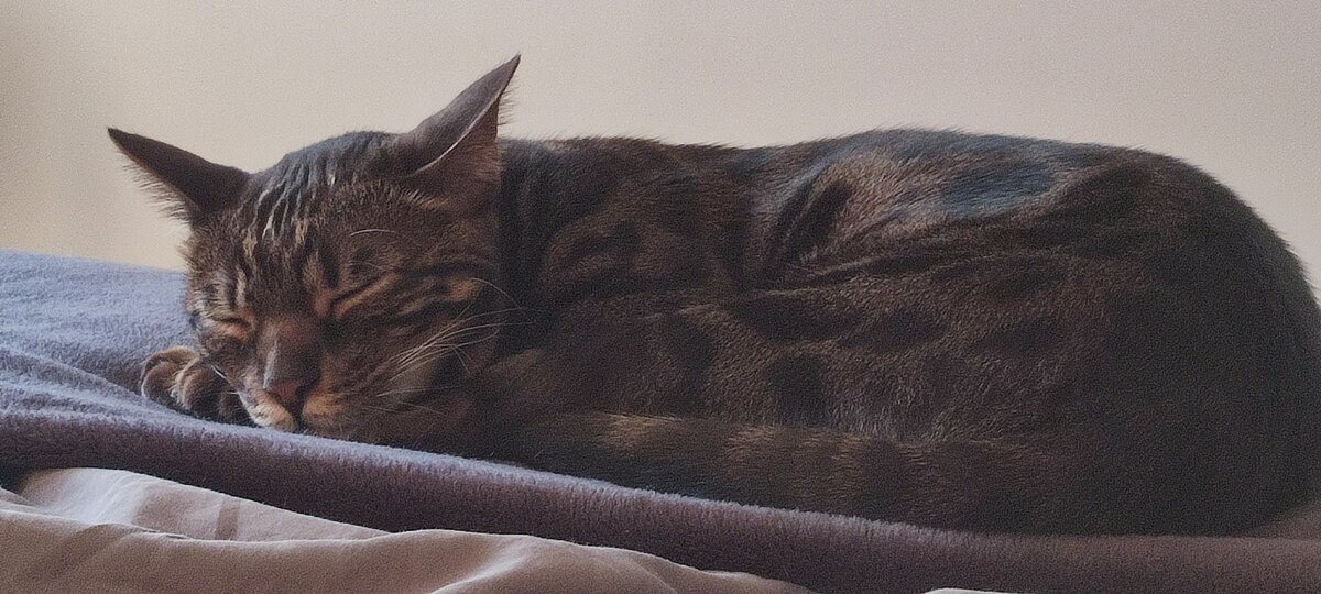 Лео - кот главы Бердска