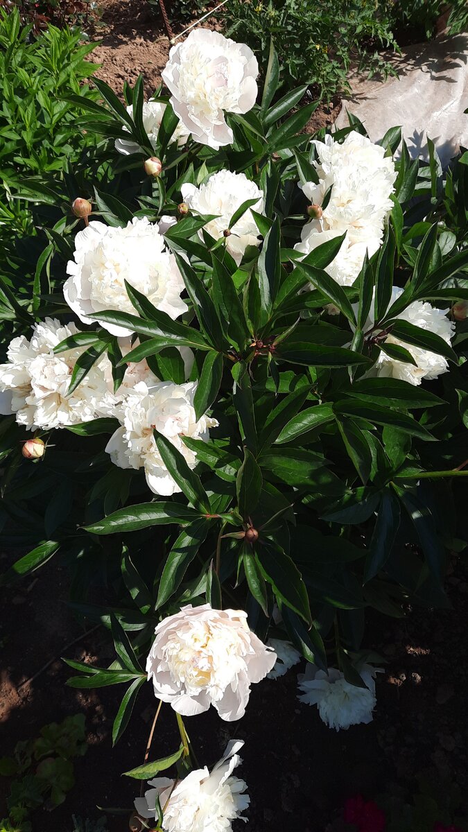 Может, и были у них личные имена, но мы их называем мамины.